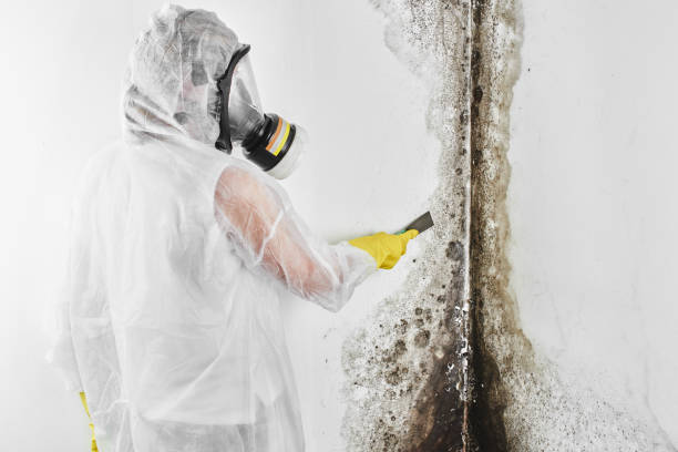 Best Mold Damage Repair  in Berkeley, CA