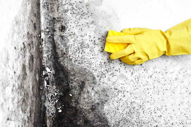 Best Mold Remediation Experts  in Berkeley, CA