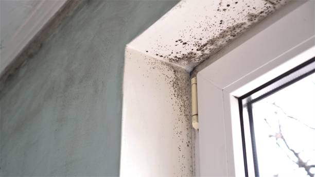Crawl Space Mold Removal in Berkeley, CA