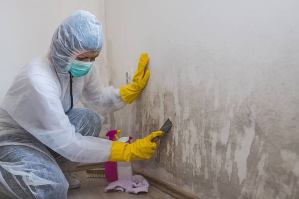 Best Toxic Mold Removal  in Berkeley, CA