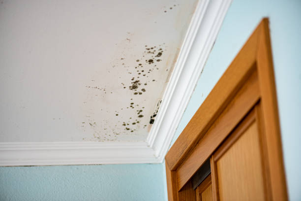 Attic Mold Removal in Berkeley, CA