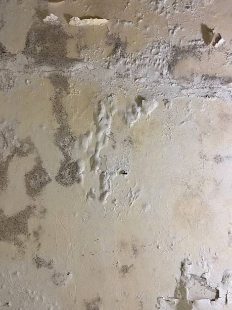 Best Toxic Mold Removal  in Berkeley, CA