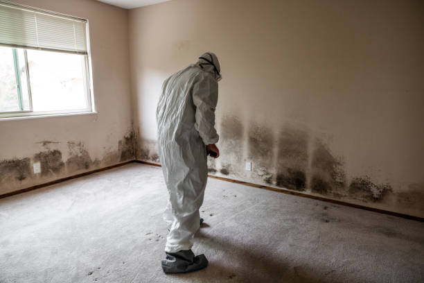 Professional Mold Removal in Berkeley, CA