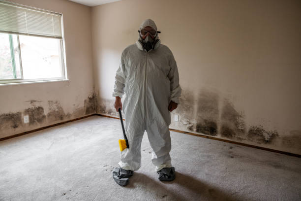 Best Mold Damage Repair  in Berkeley, CA