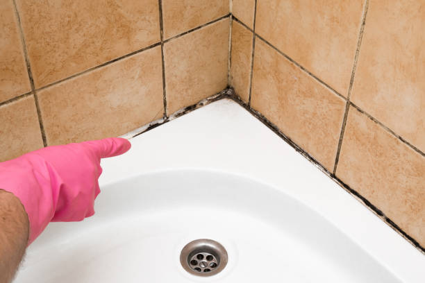 Best Office Mold Removal Services  in Berkeley, CA